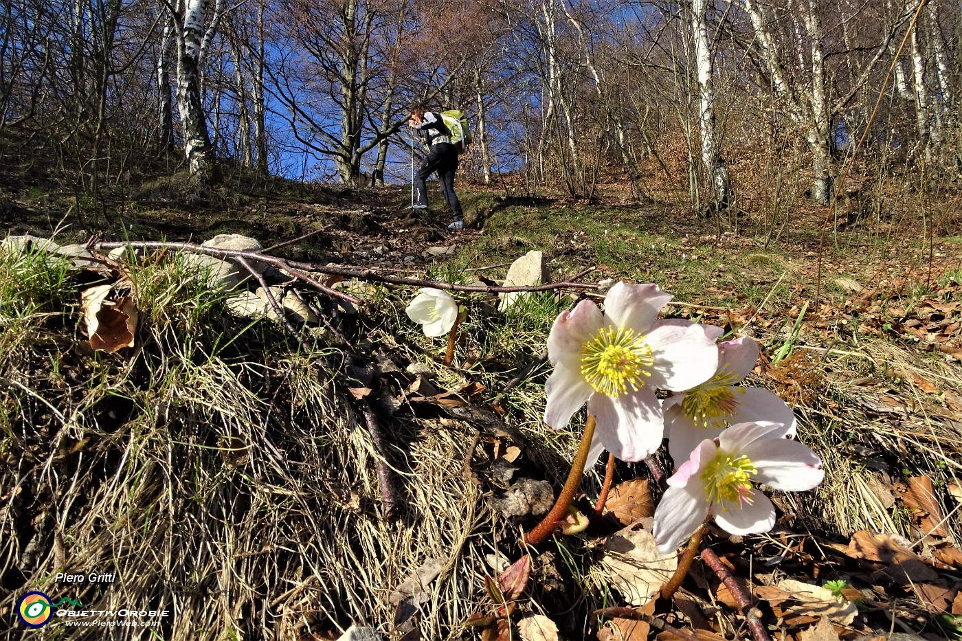 24 Ellebori (Helleborus niger).JPG